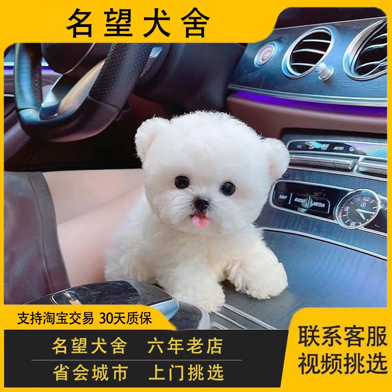 纯种飞耳比熊犬幼犬白色茶杯犬活体幼崽卷毛袖珍小型长不大宠物狗