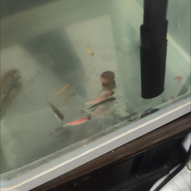 贴片鱼食小型观赏鱼饲料孔雀鱼迷你鹦鹉饲料燕鱼丰年虾龟粮