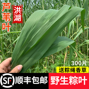 洪湖野生粽子叶芦苇叶端午节包粽子的叶子现摘现发新鲜粽叶免邮