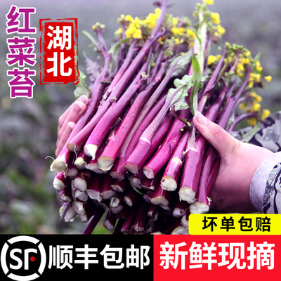 湖北新鲜红菜苔顺丰包邮保鲜发货