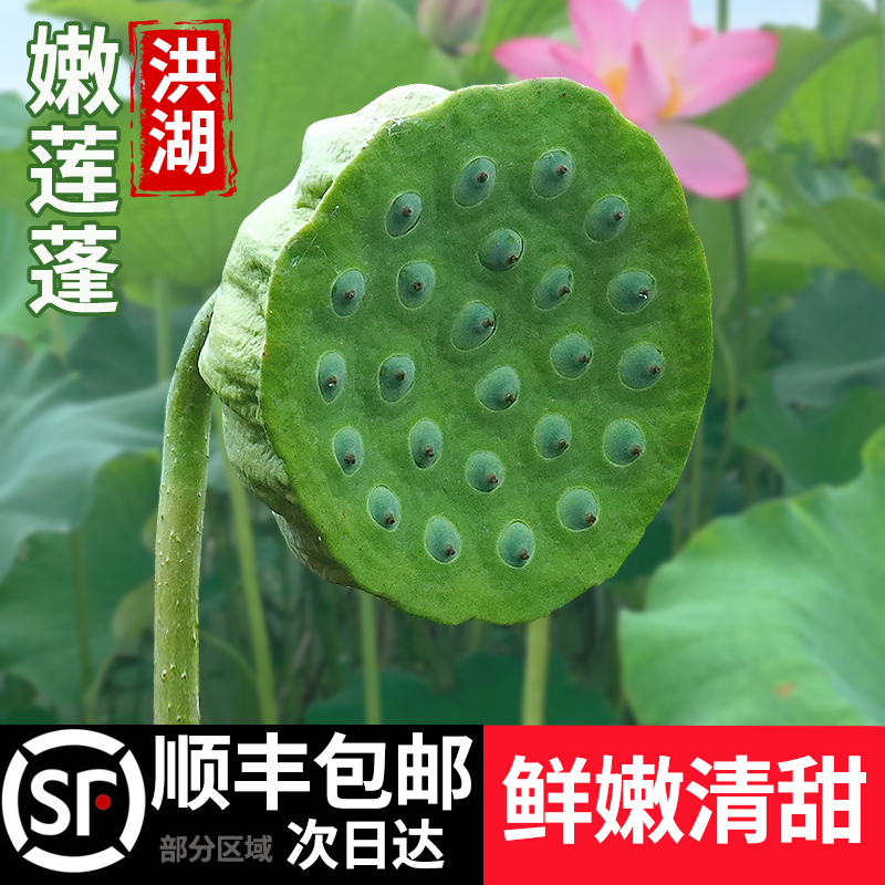 洪湖新鲜莲蓬生吃莲子顺丰包邮
