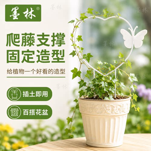 园艺植物铁艺爬藤花架