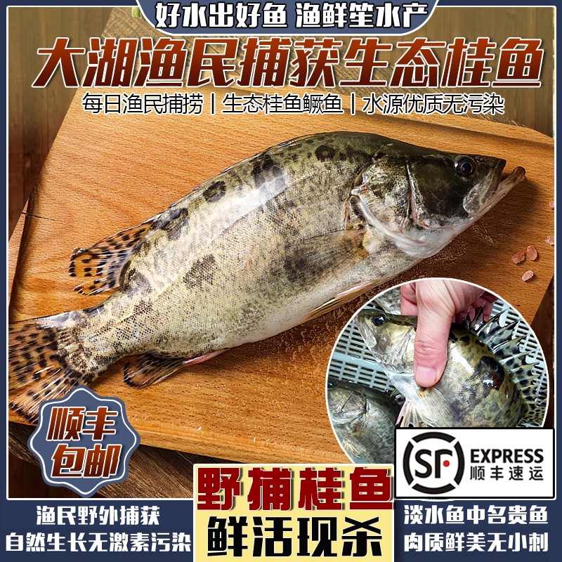 微山湖野捕桂鱼新鲜活鱼现杀鳜鱼