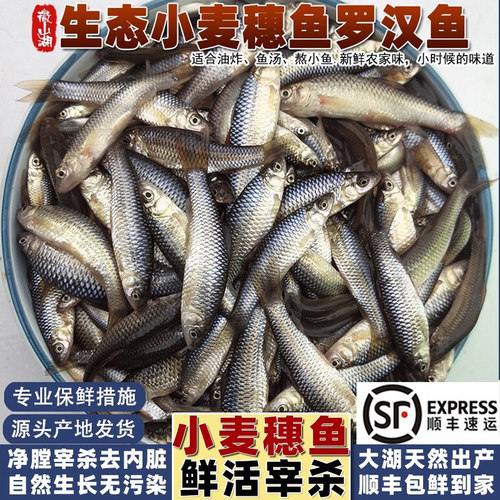 微山湖小麦穗鱼小河鱼小杂鱼顺丰