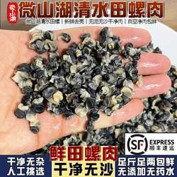 中号清水田螺肉新鲜小螺丝肉手工去壳洗净无沙螺蛳粉螺肉商用包邮