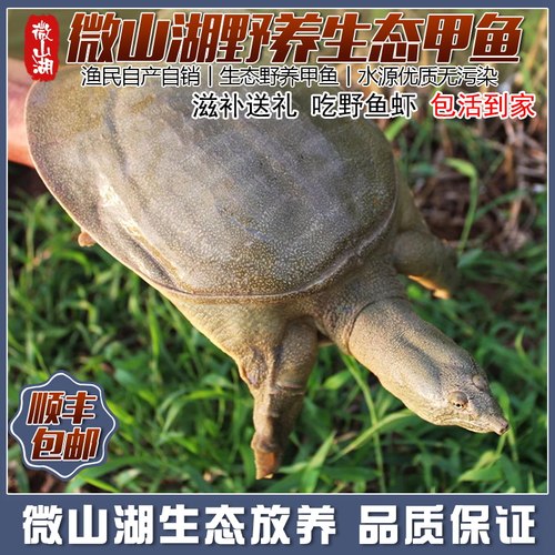 微山湖放养甲鱼王八老鳖顺丰发货