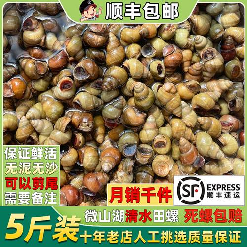 无泥无沙清水田螺可剪尾顺丰现货