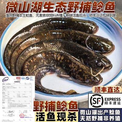 微山湖野捕本土鲶鱼活鱼现杀顺丰