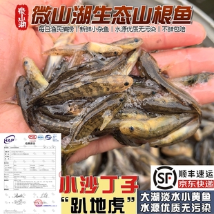 微山湖山根鱼小黄鱼淡水小河鱼新鲜活鱼速冻小杂鱼沙里趴地虎顺丰