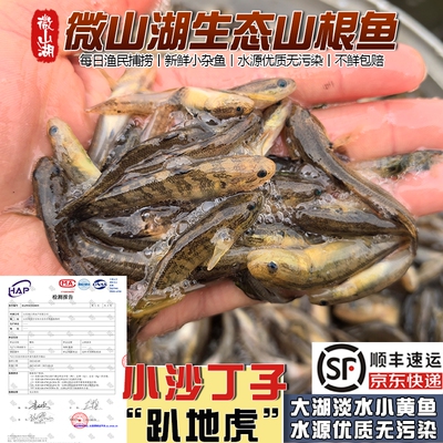 微山湖山根鱼小黄鱼新鲜小河杂鱼