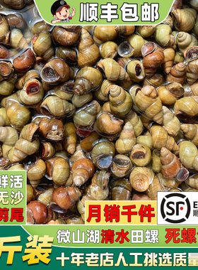 无泥无沙清水田螺可剪尾顺丰现货