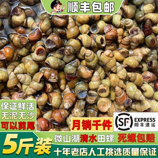 5斤装顺丰清水田螺新鲜活体包活的可剪尾新鲜螺蛳无沙石螺丝商用