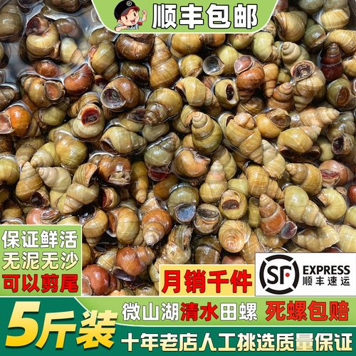 无泥无沙清水田螺可剪尾顺丰现货