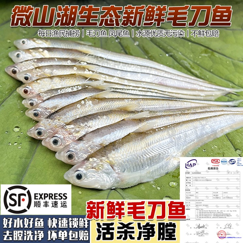 微山湖淡水毛刀鱼新鲜活鱼现杀凤尾鱼刀鱼小河鱼小白条鱼酒店商用
