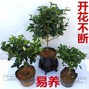 含笑花苗盆栽浓香型四季花卉植物庭院阳台当年开花四季常青耐寒