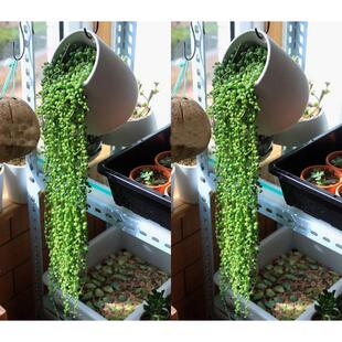 佛珠吊兰盆栽垂吊植物珍珠吊兰室内情人泪多肉植物紫玄月植物