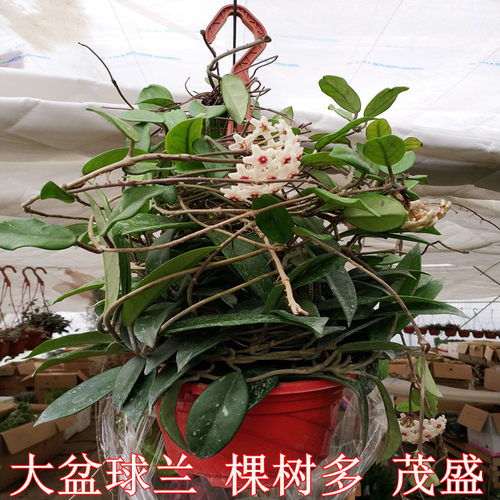 观叶观花攀爬垂钓银斑叶斑绿叶开花球兰大盆栽带花耿大苗原盆发货