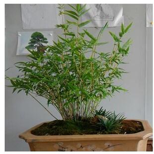 桌面盆景竹子 观赏竹 米竹 凤尾竹 观音竹室内桌面观赏竹绿植盆栽