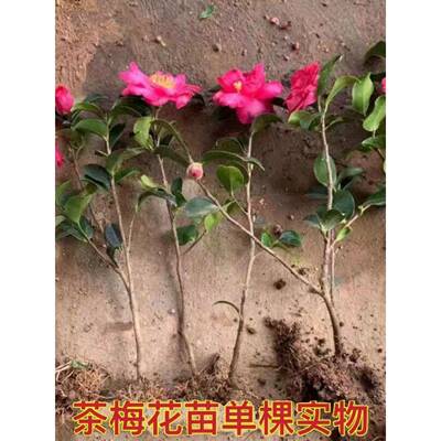 茶梅花苗阳台盆栽花卉