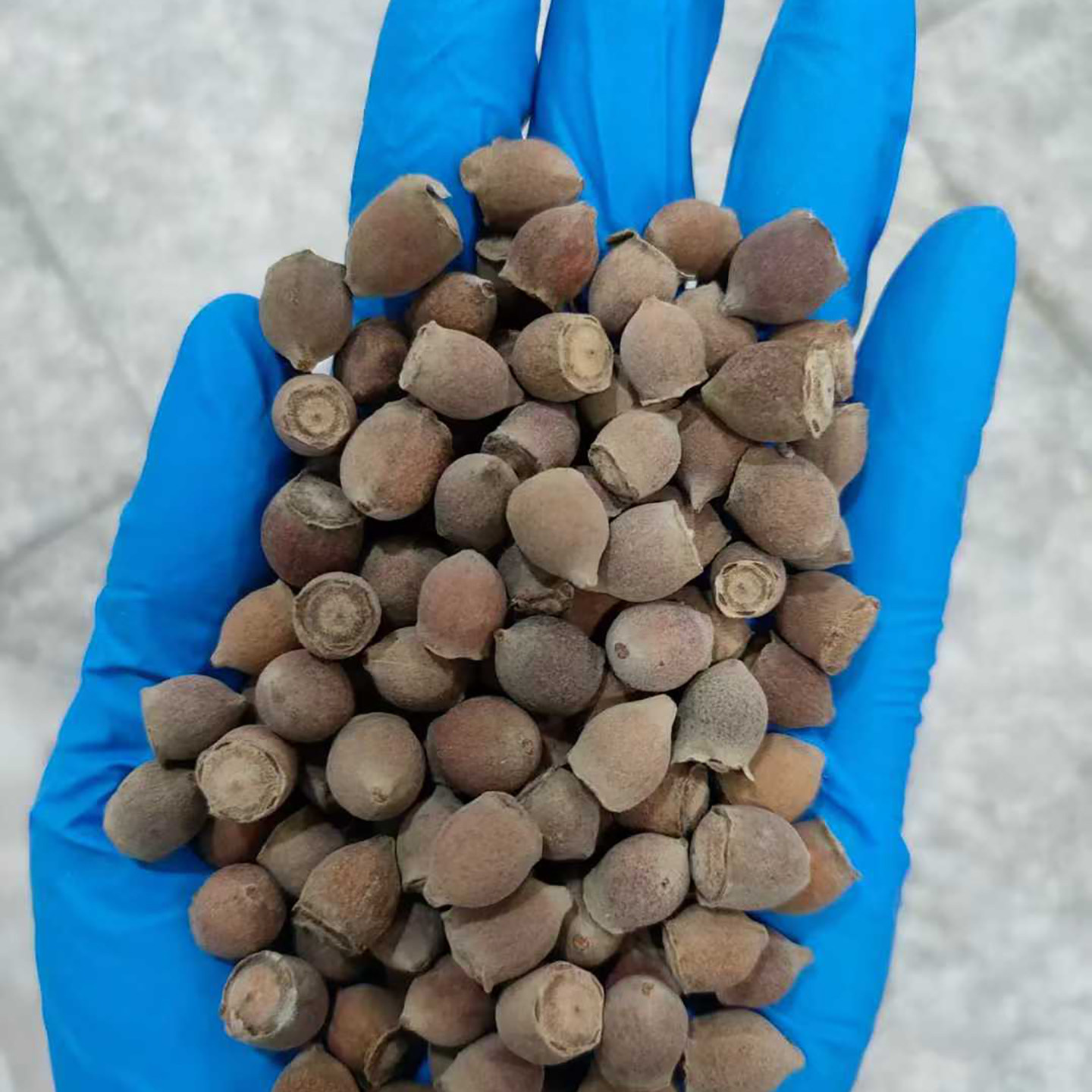山稔子种子种籽稔子树山菍多莲4
