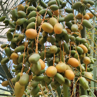 中东阿联酋伊拉克椰枣种子加拿利海枣树水果枣子树木盆栽沙藏包邮