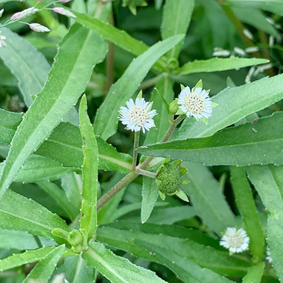 墨旱莲种子Eclipta prostrata (L.) L.新货莫汉莲种籽3
