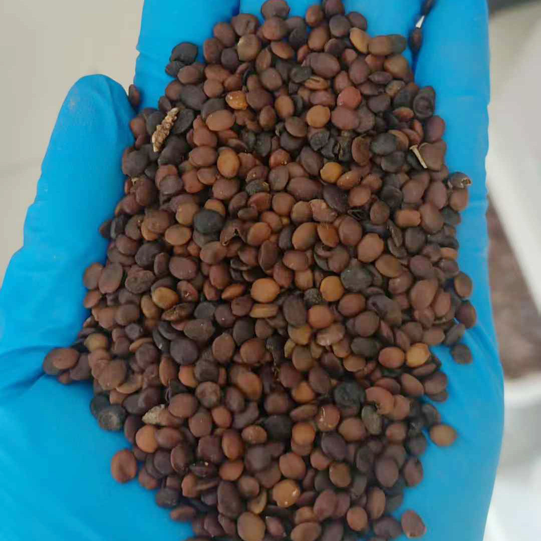 紫荆种子4