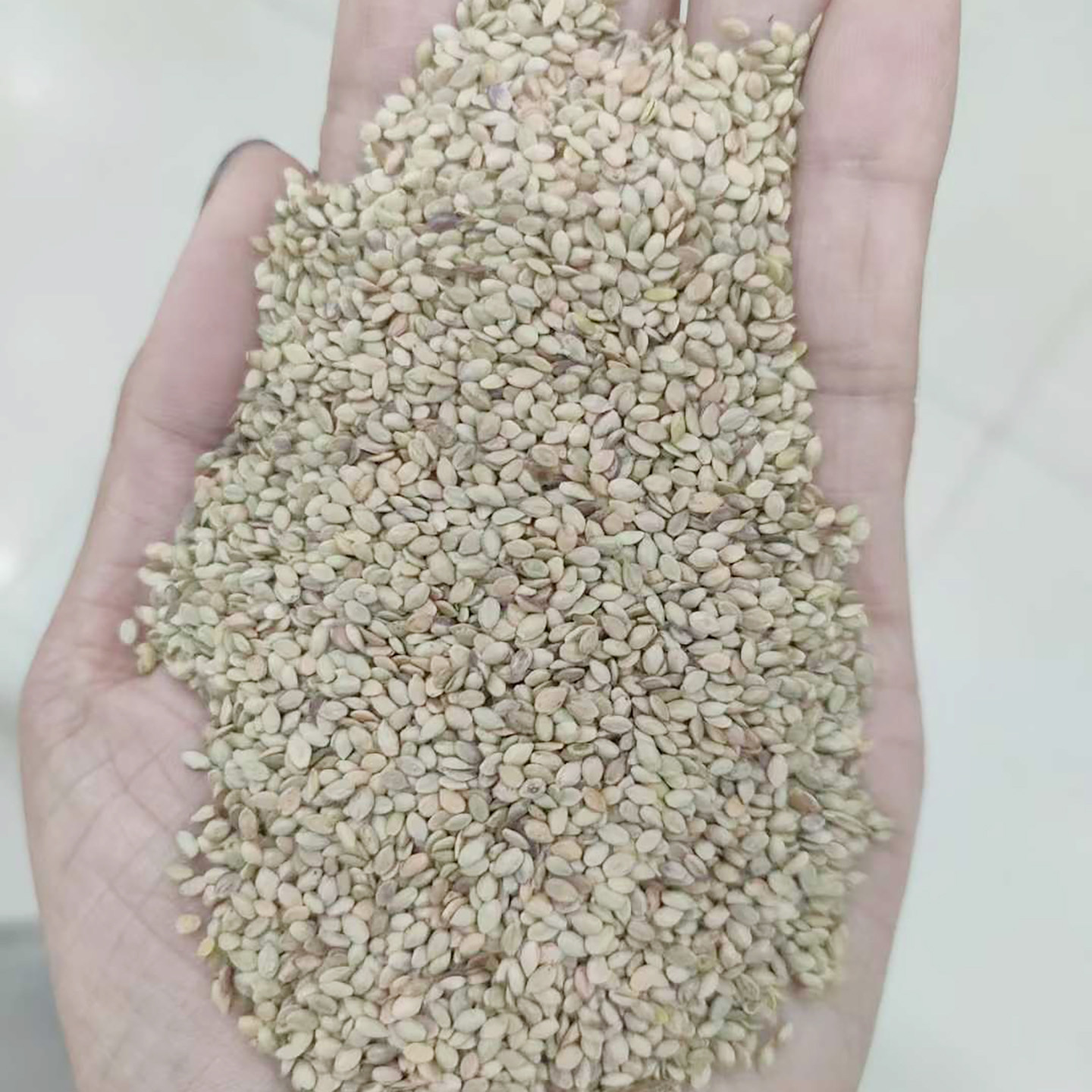 百喜草种子1