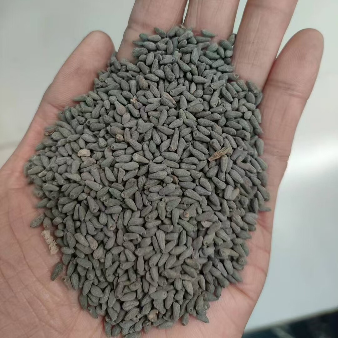 羽叶茑萝种子四季观赏花卉