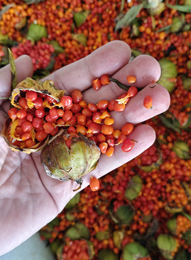 重楼种子Paris polyphylla Sm.3