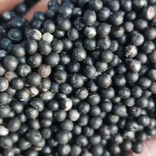 文竹种子也叫云竹、山草、鸡绒芝、云片松、刺天冬5