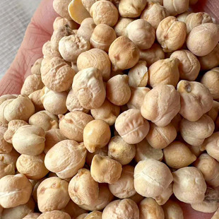 鹰嘴豆种子易种植3