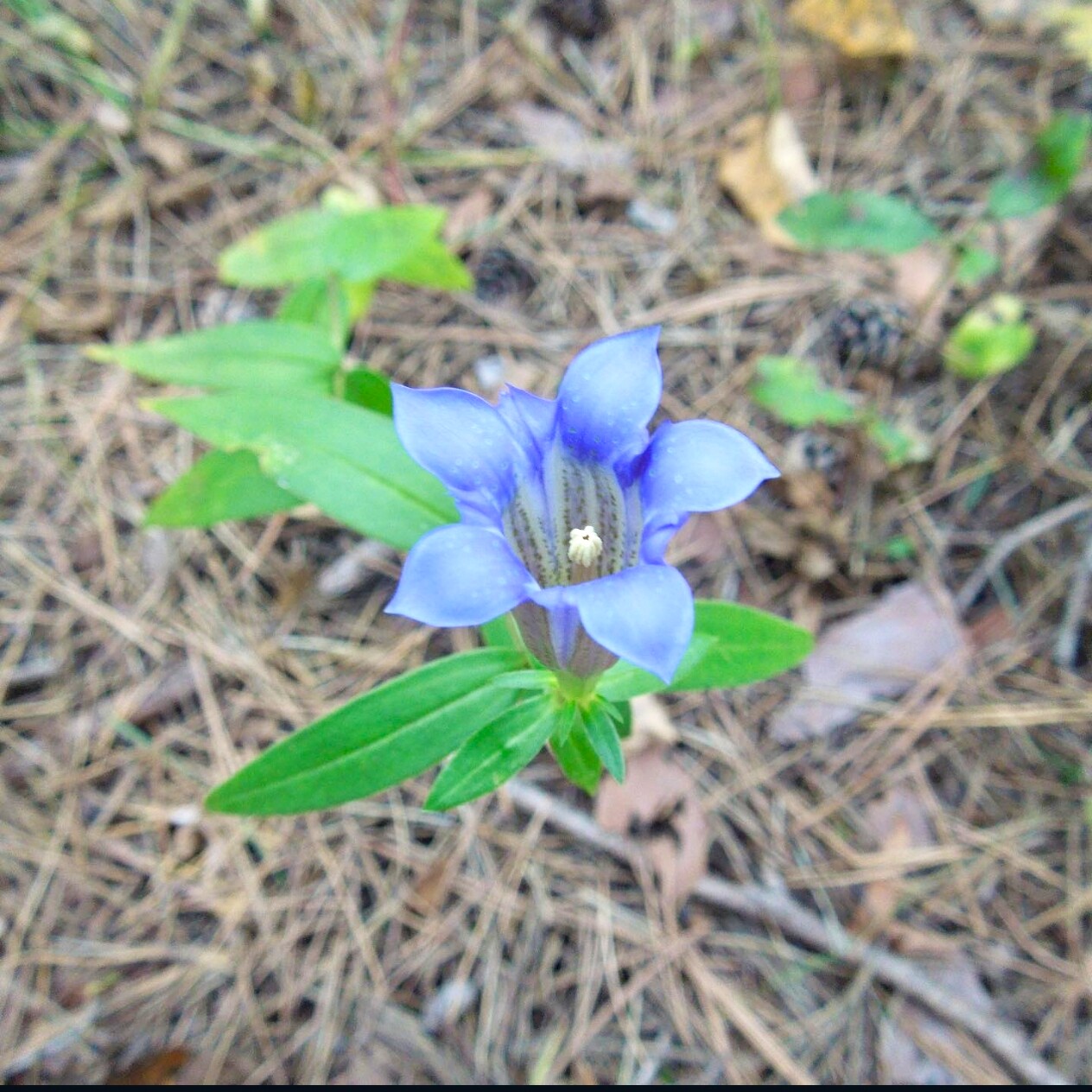 龙胆花种子
