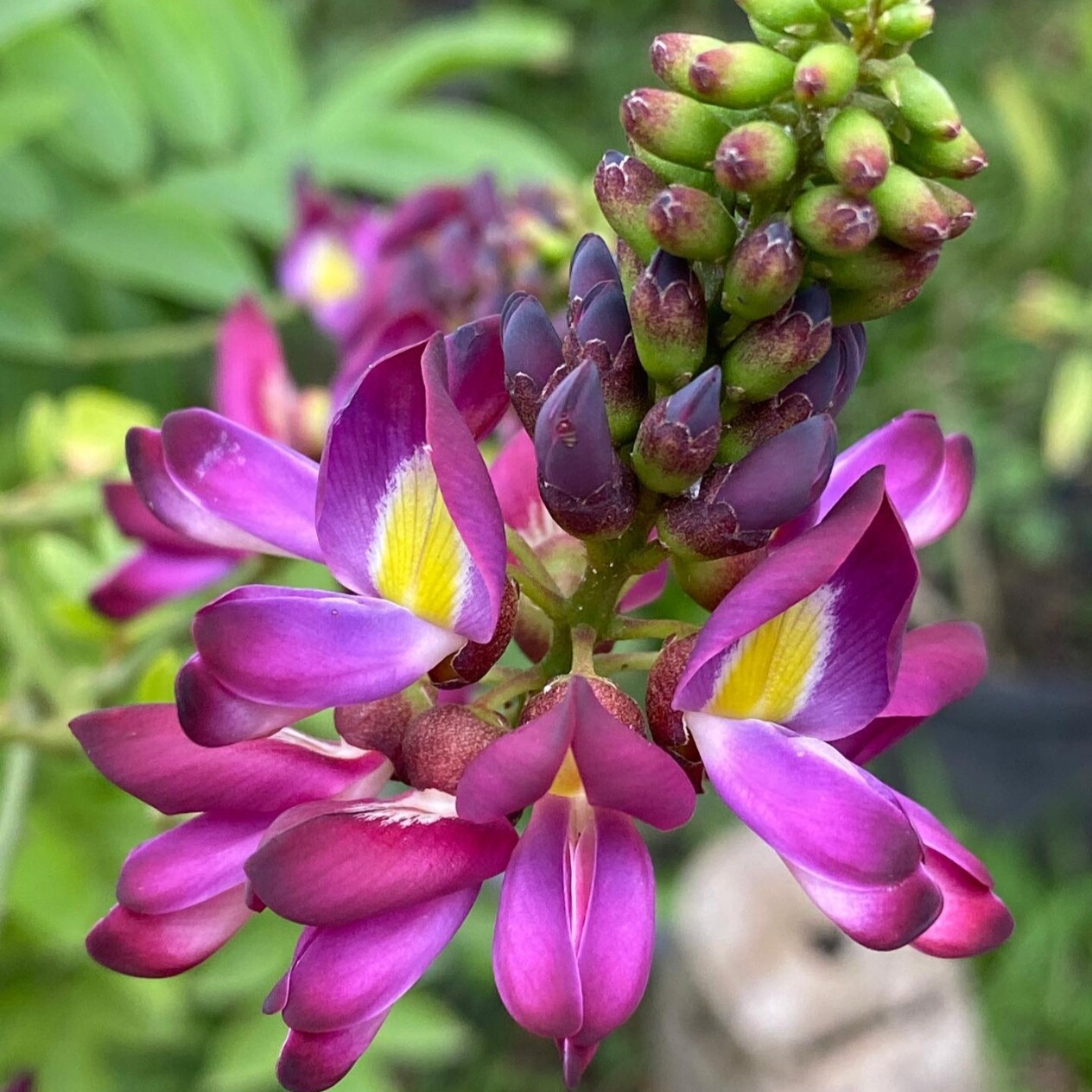 马鹿花种子也叫鸡血藤氏葛藤小豆花紫梗藤三叶五层风
