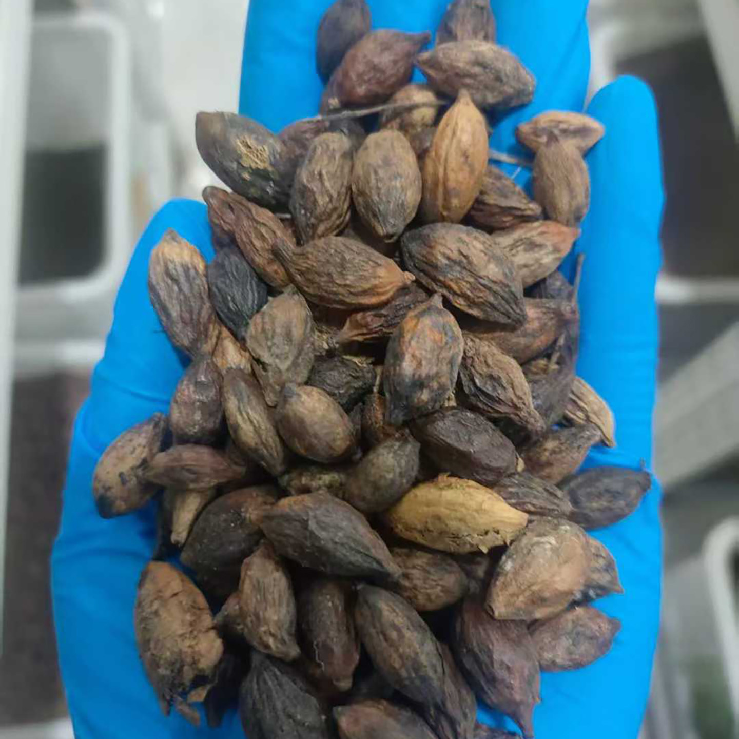小叶榄仁种子种籽树种孑树种子4