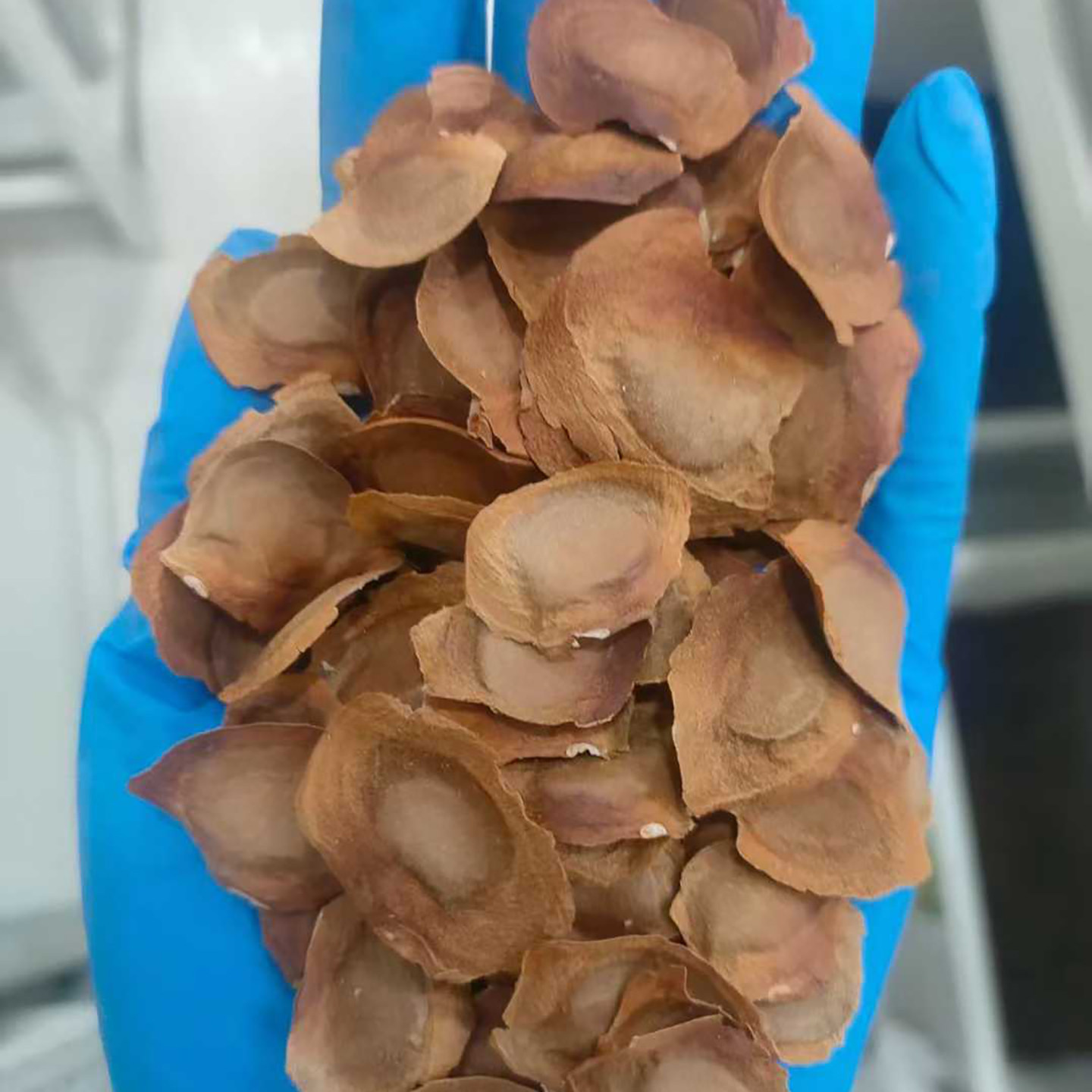 桃花心木种子