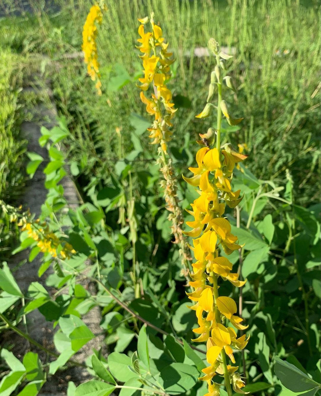 响铃草种子长镰草籽草坪种子四季青草籽茅草