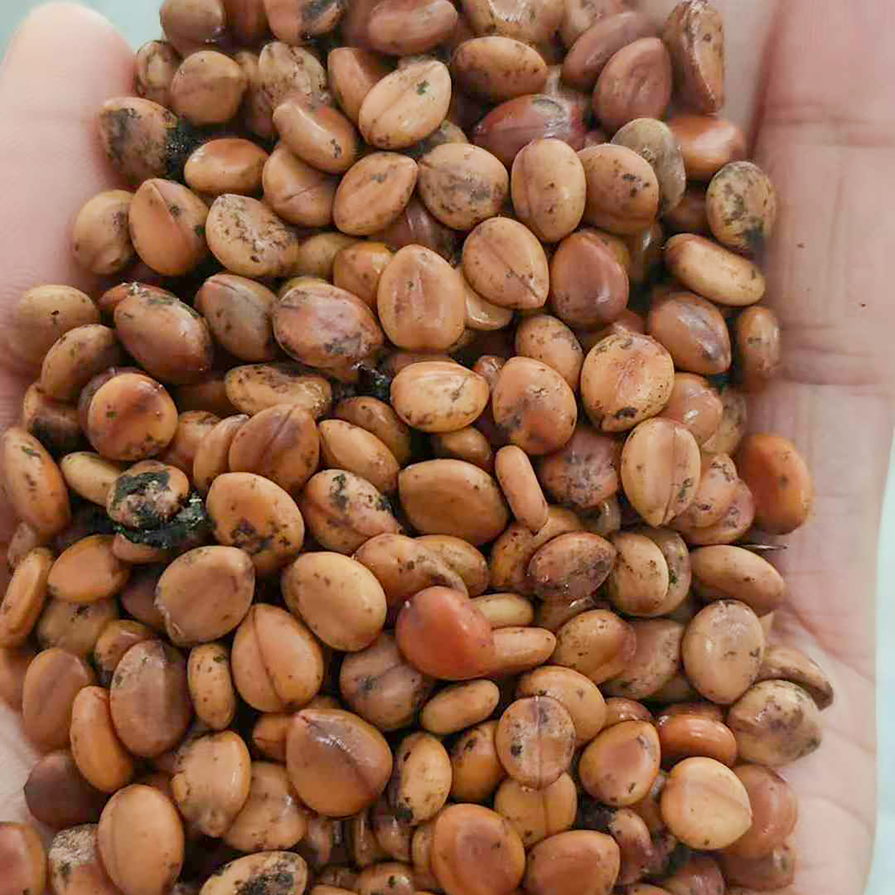 粉花山扁豆种子