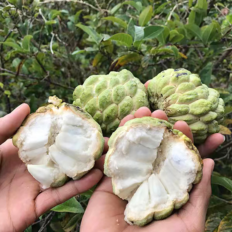 凤梨释迦果种子云南海南牛心番荔枝刺果籽种孑本毡释迦果种子4