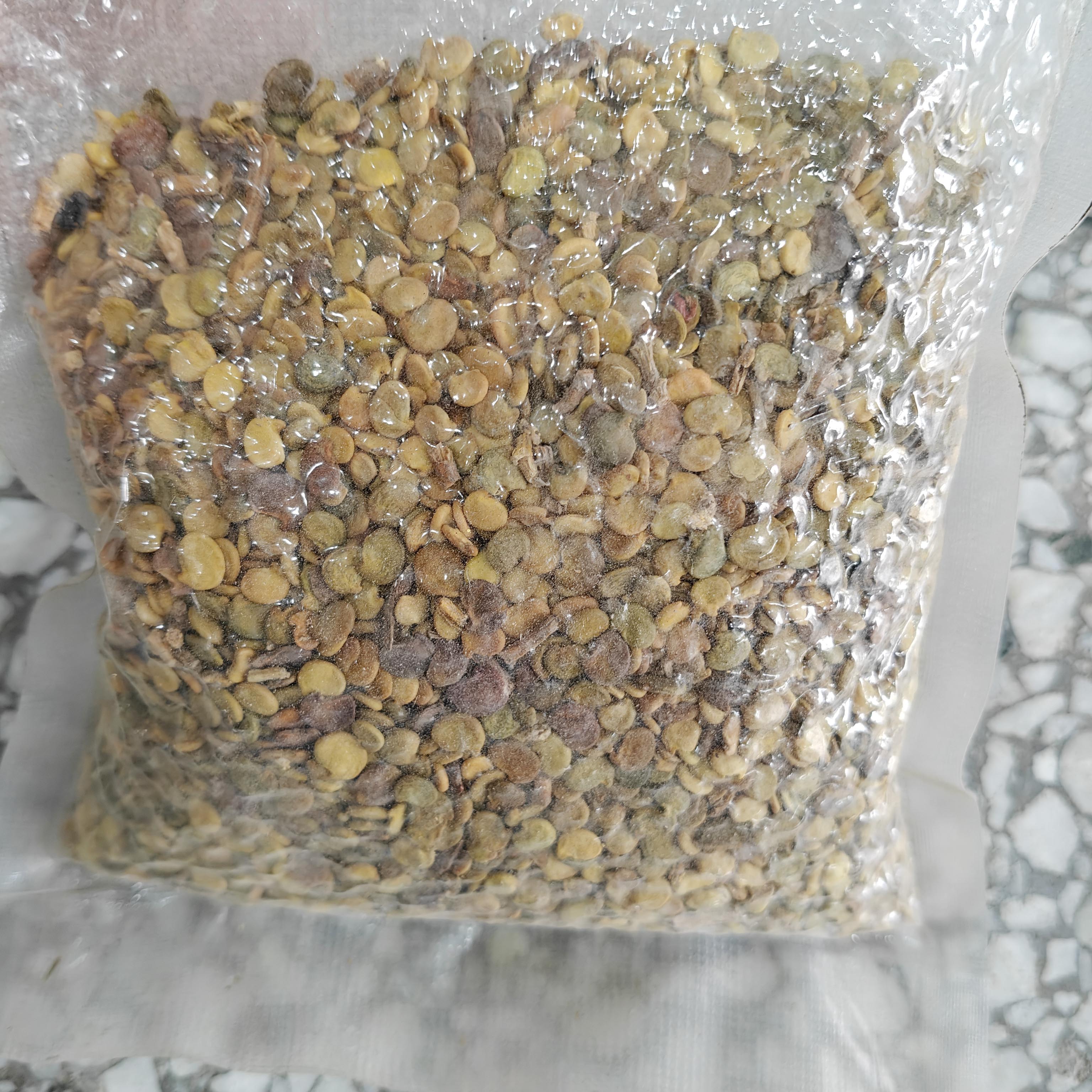 沙冬青种子也叫蒙古黄花木种籽抗风沙护坡固土籽树种子牧草