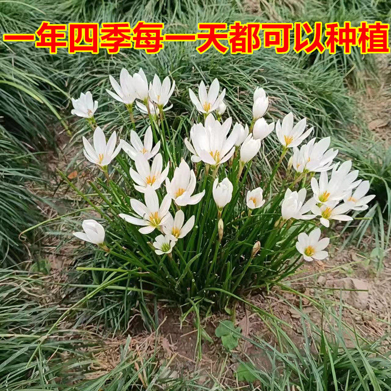 葱兰花苗种球韭兰风雨兰花卉