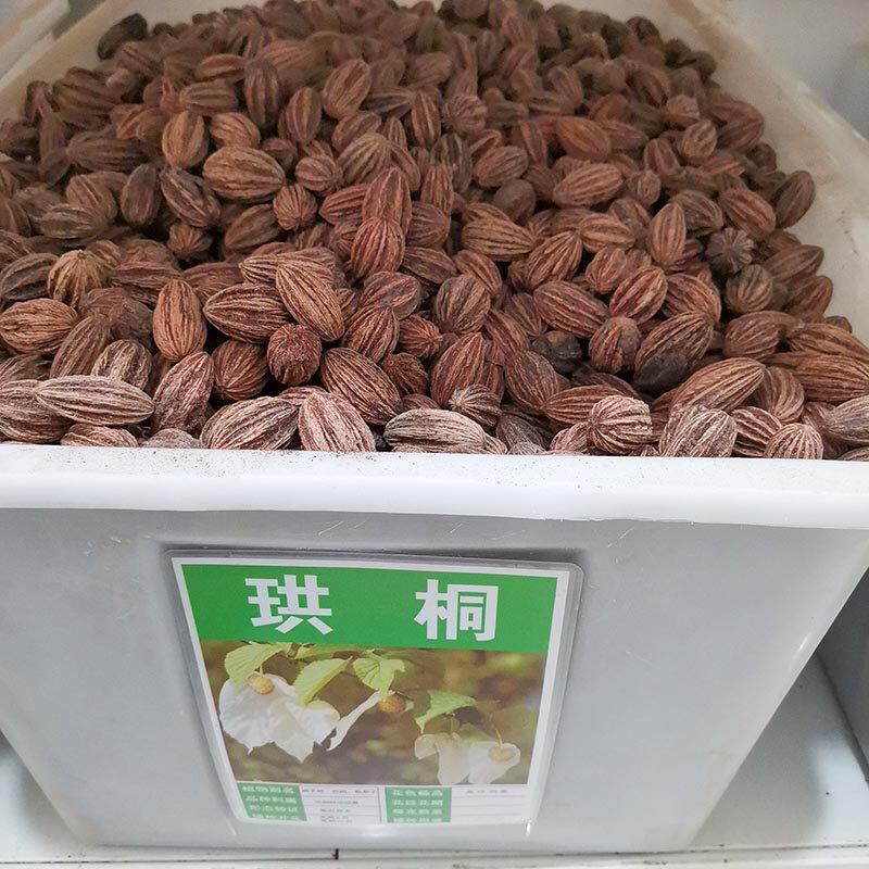 珙桐种子4