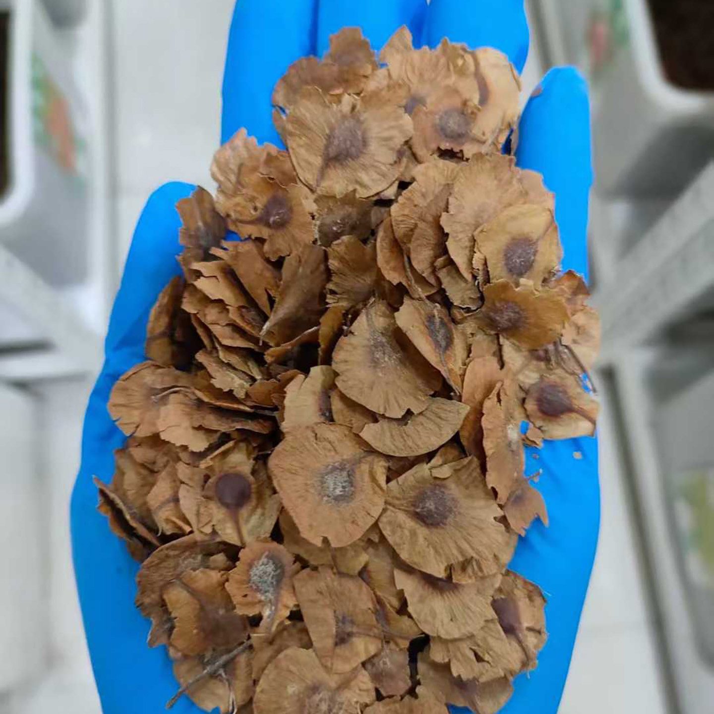 金钱松种子