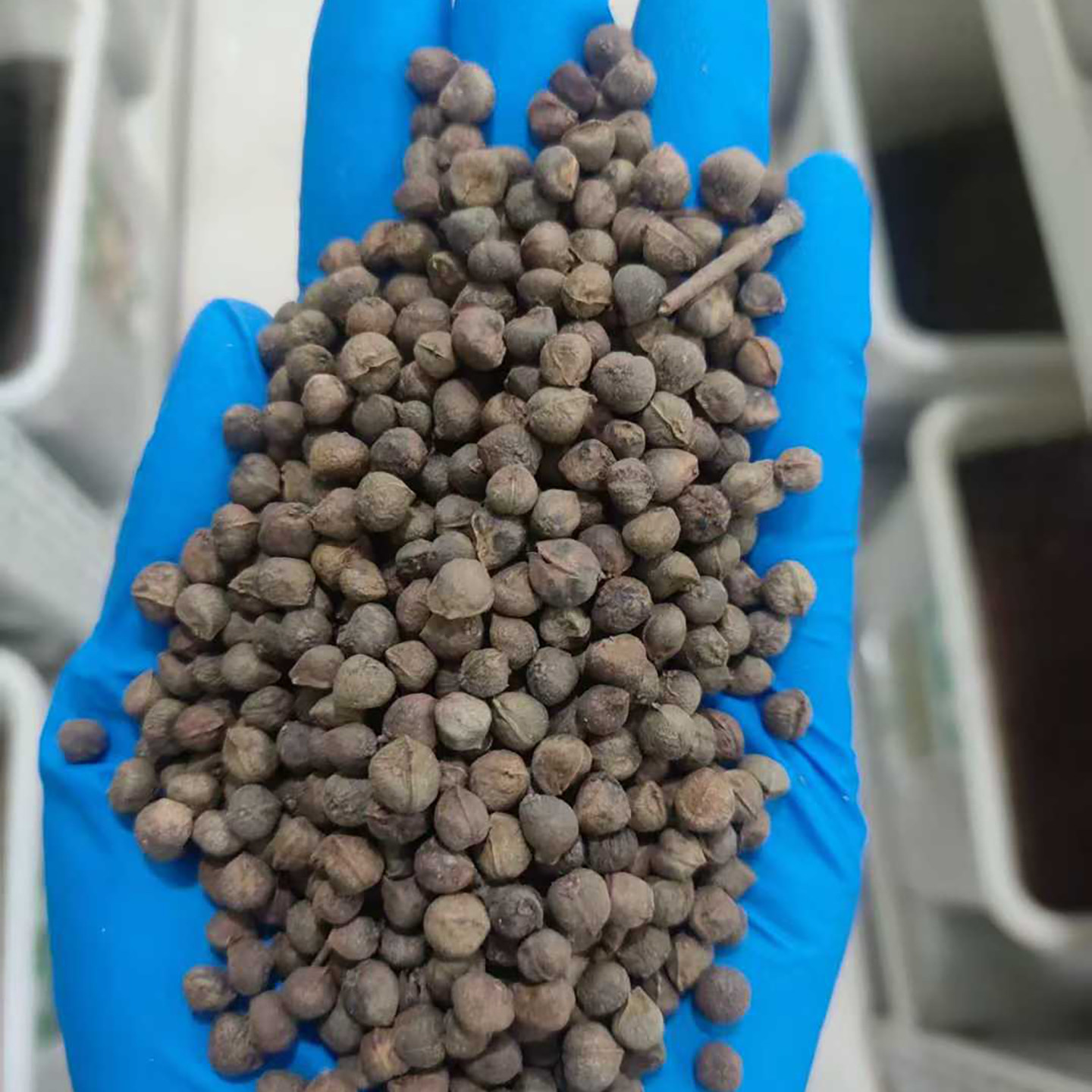 榉树种子