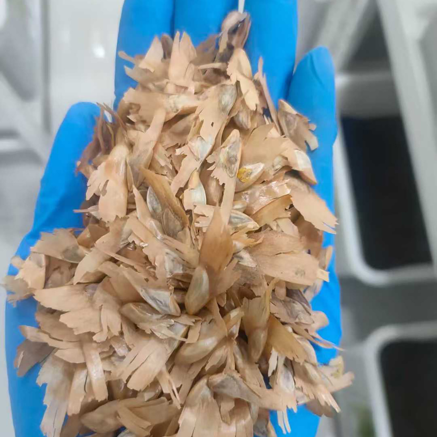 油杉种子4