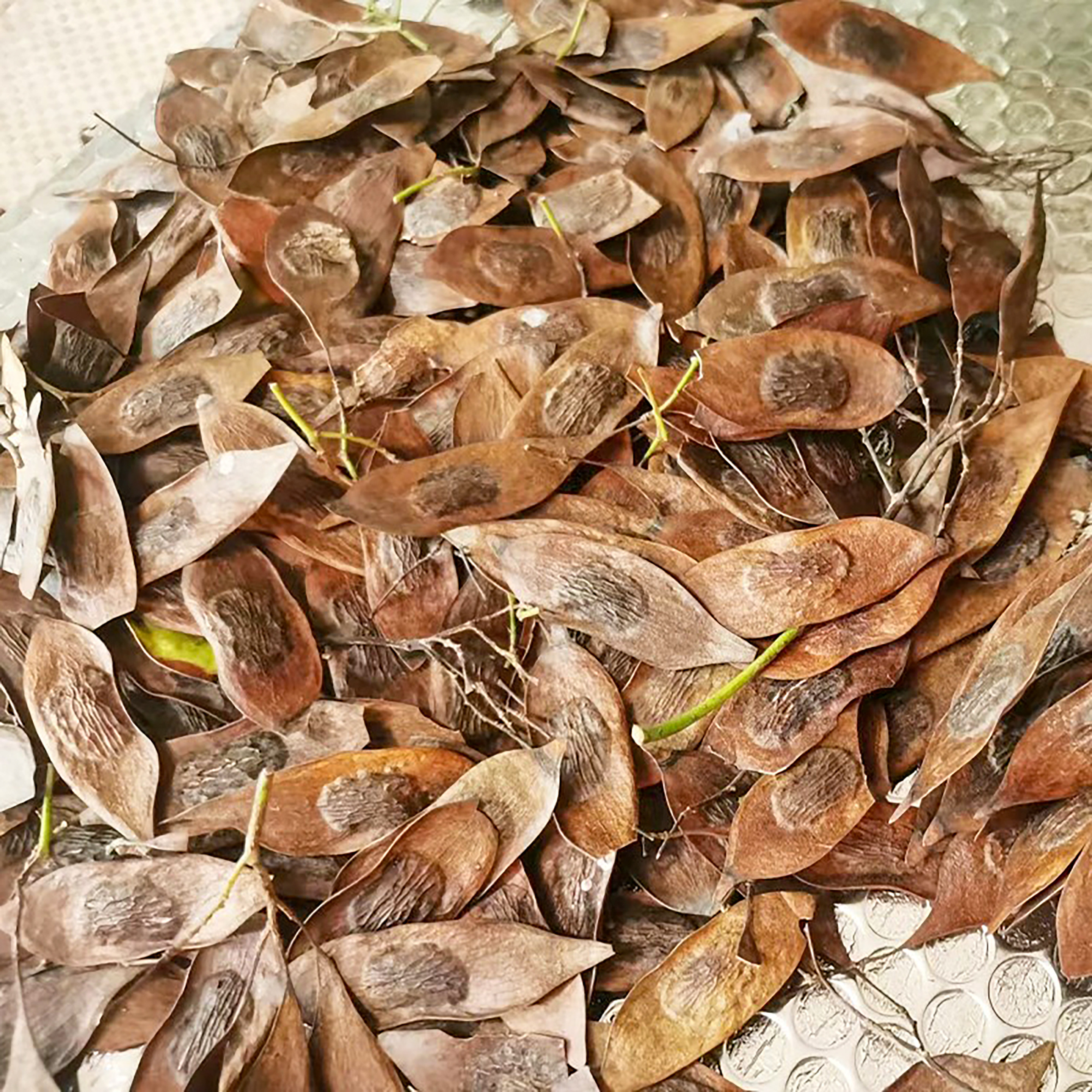 黄花梨种子树种子4