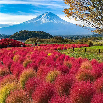 红叶地肤草籽一斤四季观赏花卉