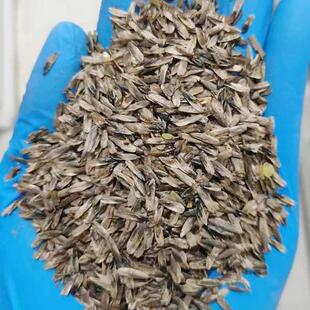 枫香种子种籽树行道树观叶种孑树种子4