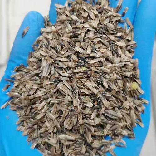 枫香种子种籽树行道树观叶种孑树种子4