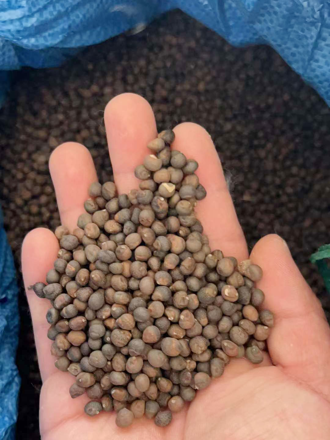 木棉花种子 美丽异木棉种子乔木种子南方行道树公园绿化苗木种籽4